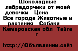 Шоколадные лабрадорчики от моей девочки › Цена ­ 25 000 - Все города Животные и растения » Собаки   . Кемеровская обл.,Тайга г.